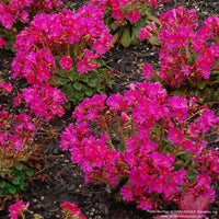 Almanac Planting Co: Lewisia CONSTANT™ ‘Fuchsia’ planted in a garden bed, displaying broad coverage of vibrant pink-fuchsia blooms.