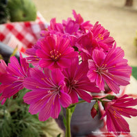 Almanac Planting Co: Close-up of Lewisia CONSTANT™ ‘Fuchsia’ flowers, featuring saturated fuchsia petals and fine floral detail.