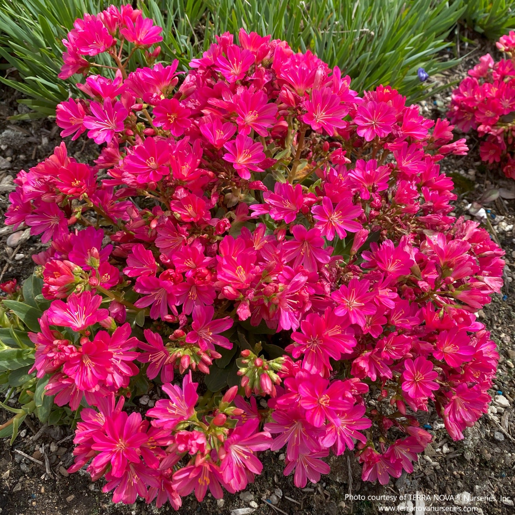 Almanac Planting Co: Mature planting of Lewisia CONSTANT™ ‘Fuchsia’, showing uniform flowering and evergreen foliage in a landscape setting.