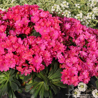 Almanac Planting Co: Lewisia CONSTANT™ ‘Fuchsia’ growing as a dense mound, highlighting clusters of vivid fuchsia flowers and a low, tidy habit.