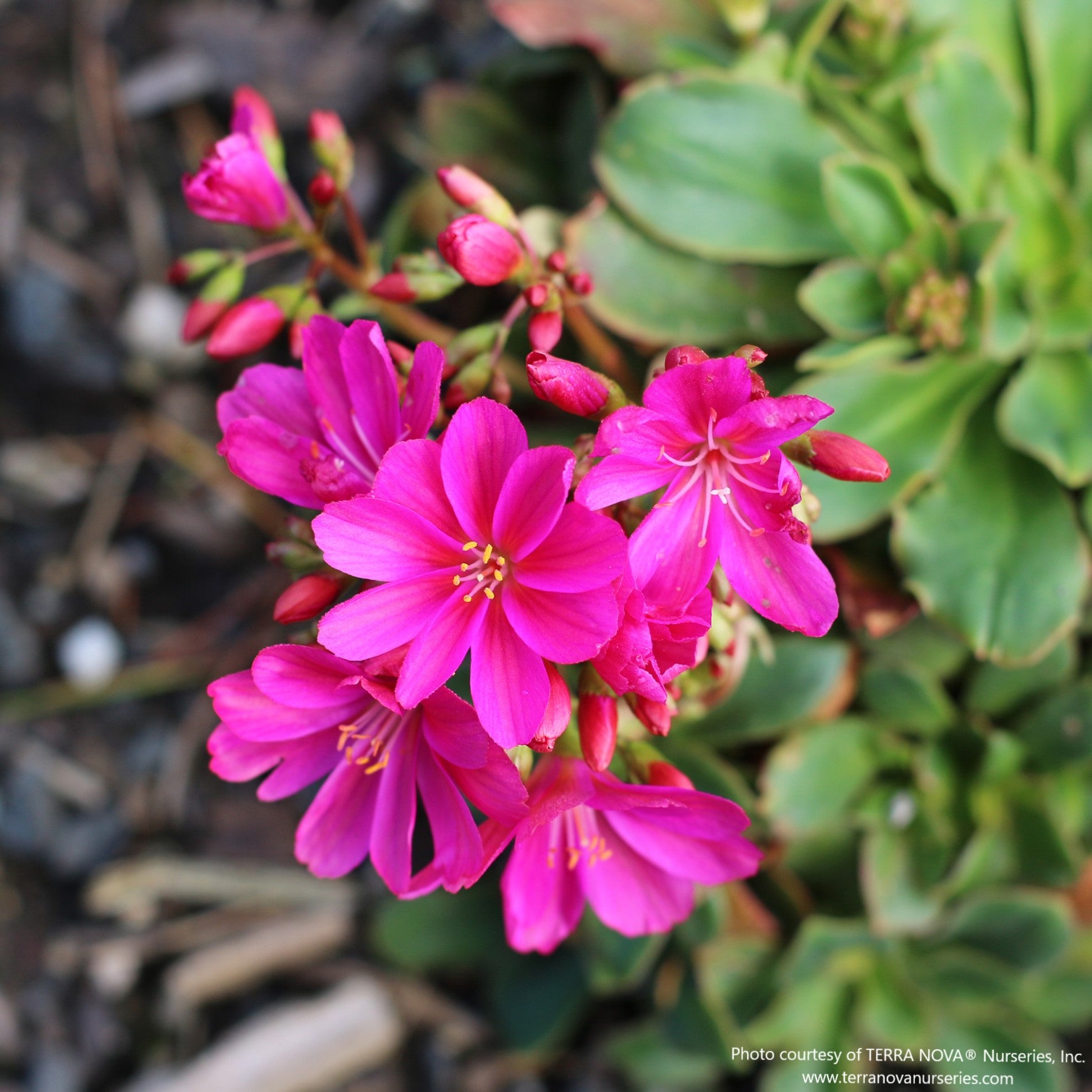 Almanac Planting Co: Lewisia CONSTANT™ ‘Fuchsia’ in bloom, showing bright fuchsia flowers rising above compact, glossy green foliage.