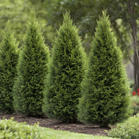 Almanac Planting Co: Leyland Cypress privacy hedge with tall, dense evergreen foliage forming a lush living screen.