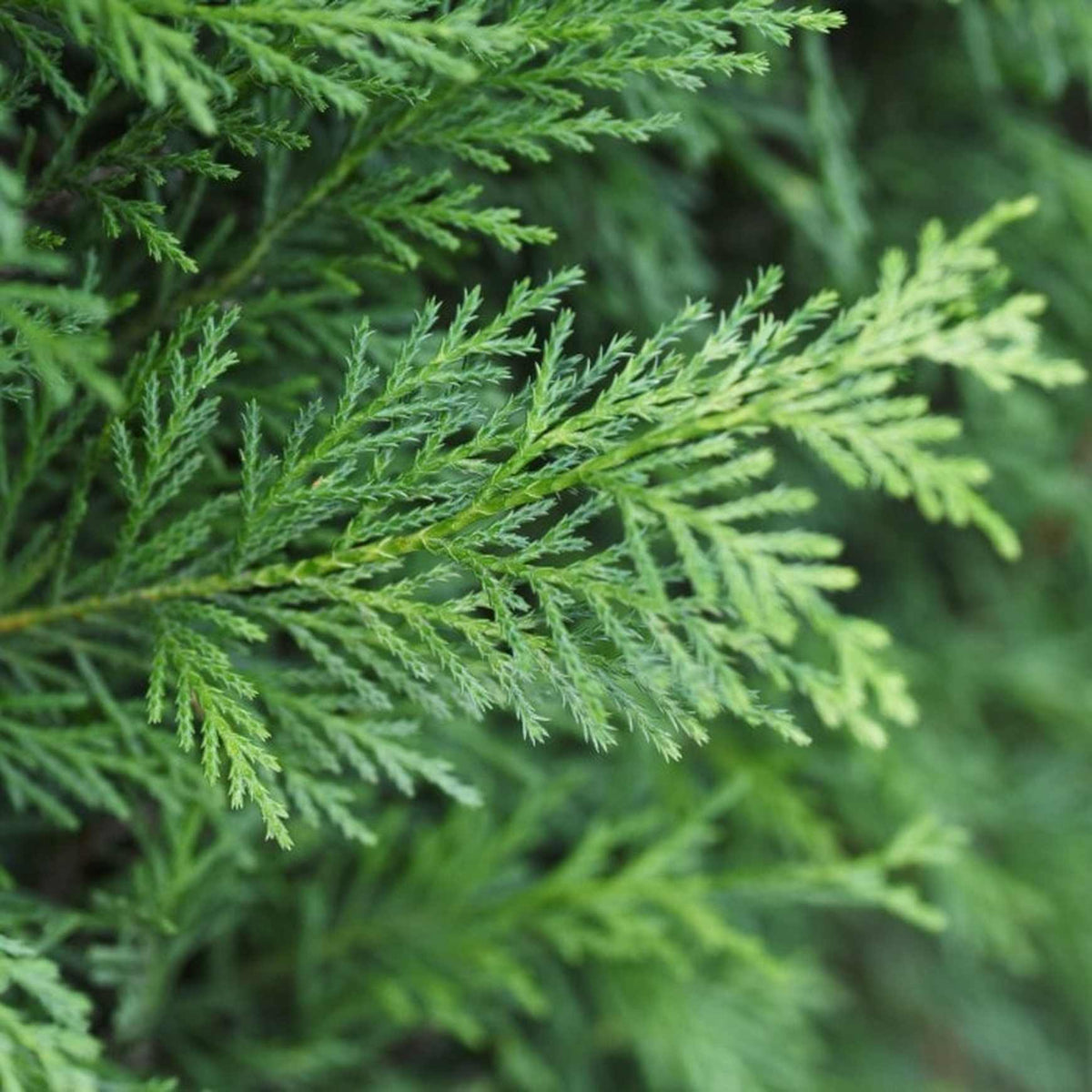 Almanac Planting Co: Close-up of Leyland Cypress branches showing feathery, scale-like green foliage with dense texture.