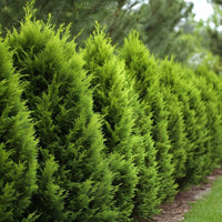 Almanac Planting Co: Row of mature Leyland Cypress trees used as a natural windbreak and property border planting.