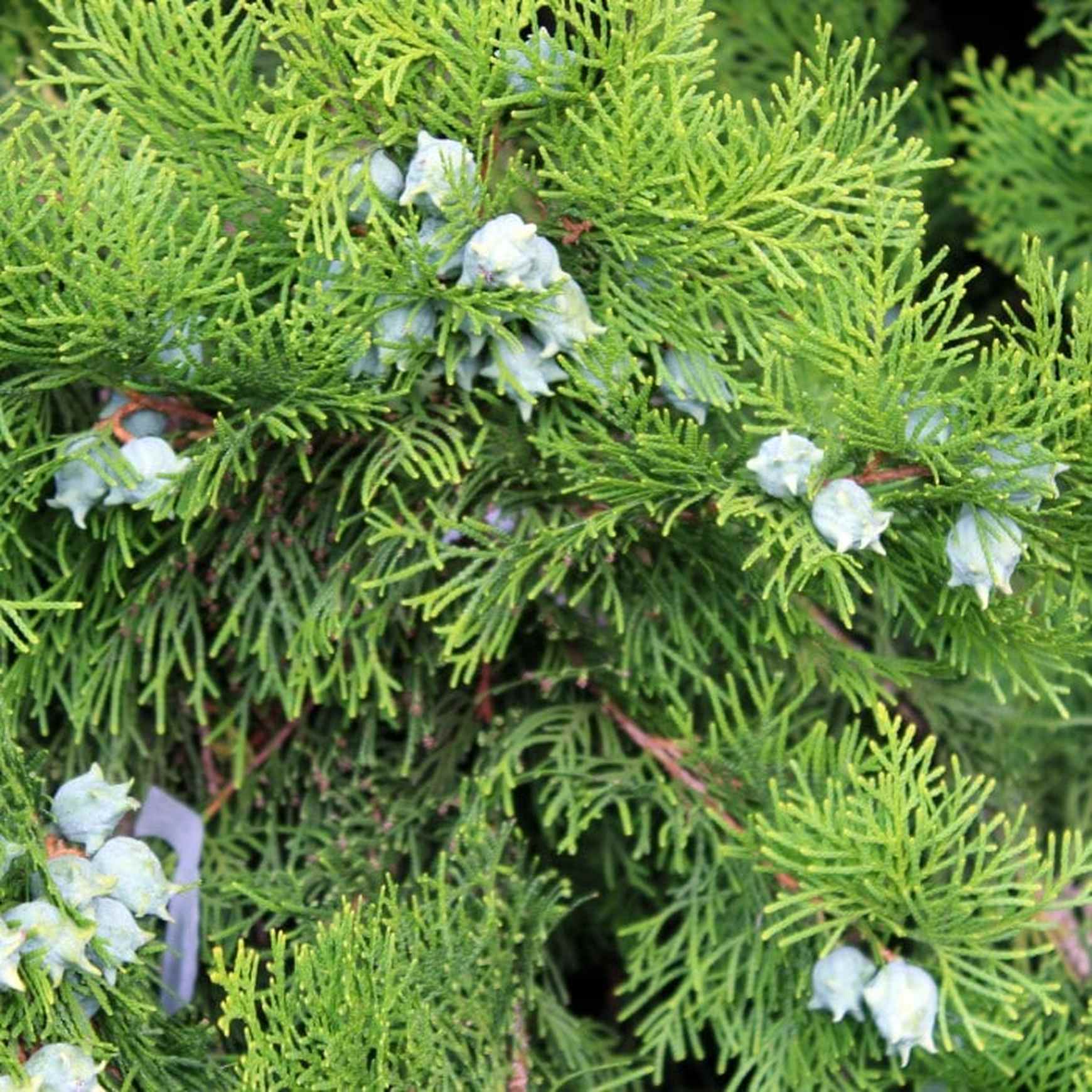 Almanac Planting Co: Young Leyland Cypress trees displaying vibrant green needles and small, rounded cones for added seasonal interest.