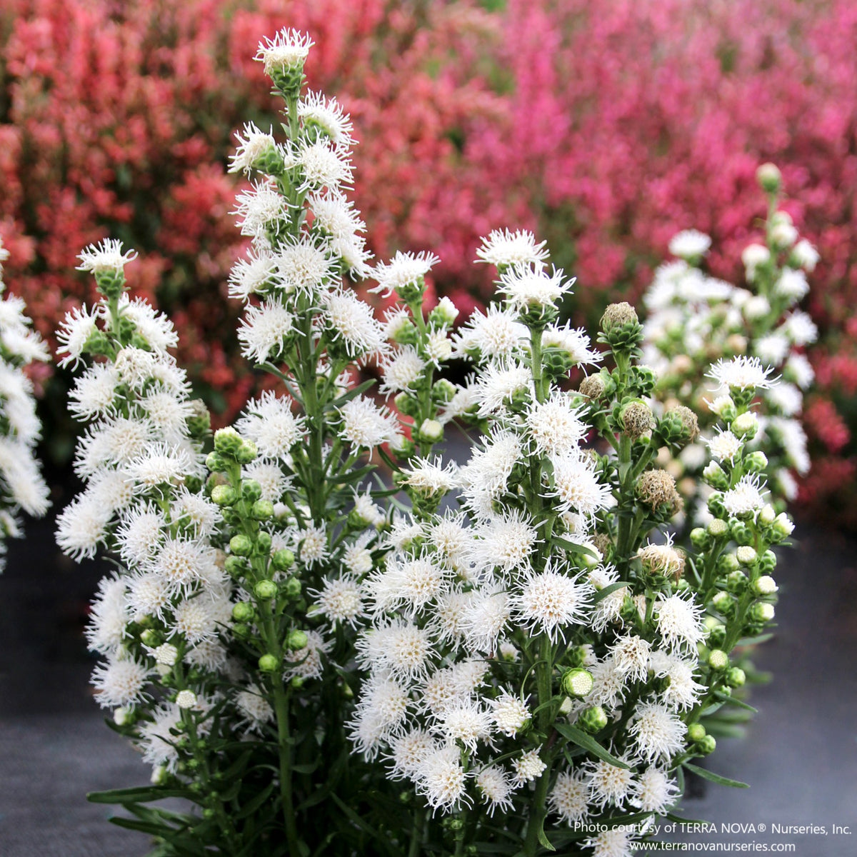 Almanac Planting Co: Liatris ‘White Feather’ in bloom, showing tall white flower spikes rising above narrow green foliage in a sunny garden setting.