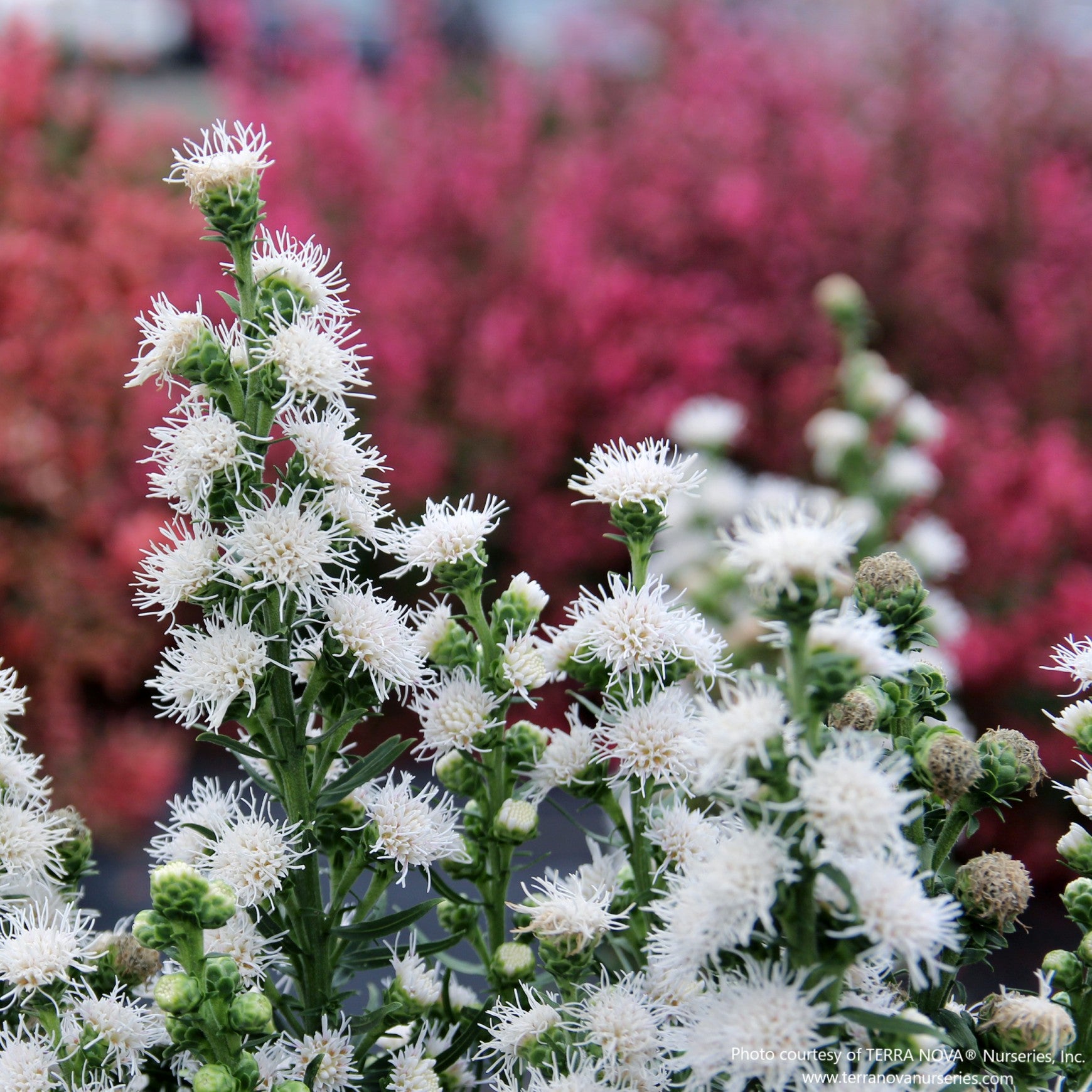 Almanac Planting Co: Liatris ‘White Feather’ growing in a compact clump, highlighting upright white flower plumes and strong vertical form.