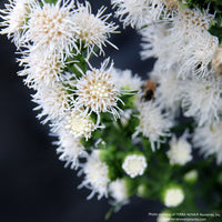 Almanac Planting Co: Close-up of Liatris ‘White Feather’ flowers, featuring fine white blooms and textured floral detail.