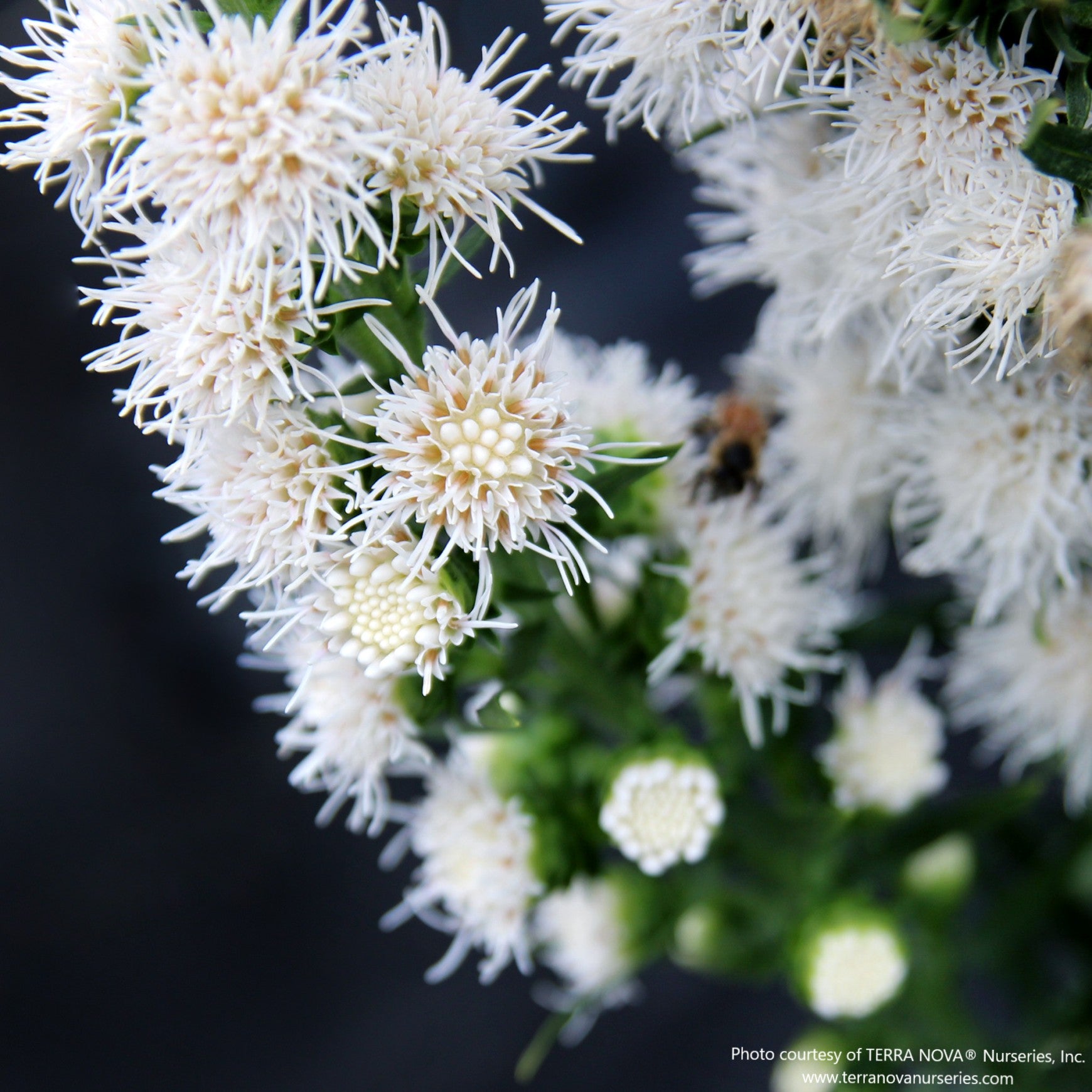 Almanac Planting Co: Close-up of Liatris ‘White Feather’ flowers, featuring fine white blooms and textured floral detail.