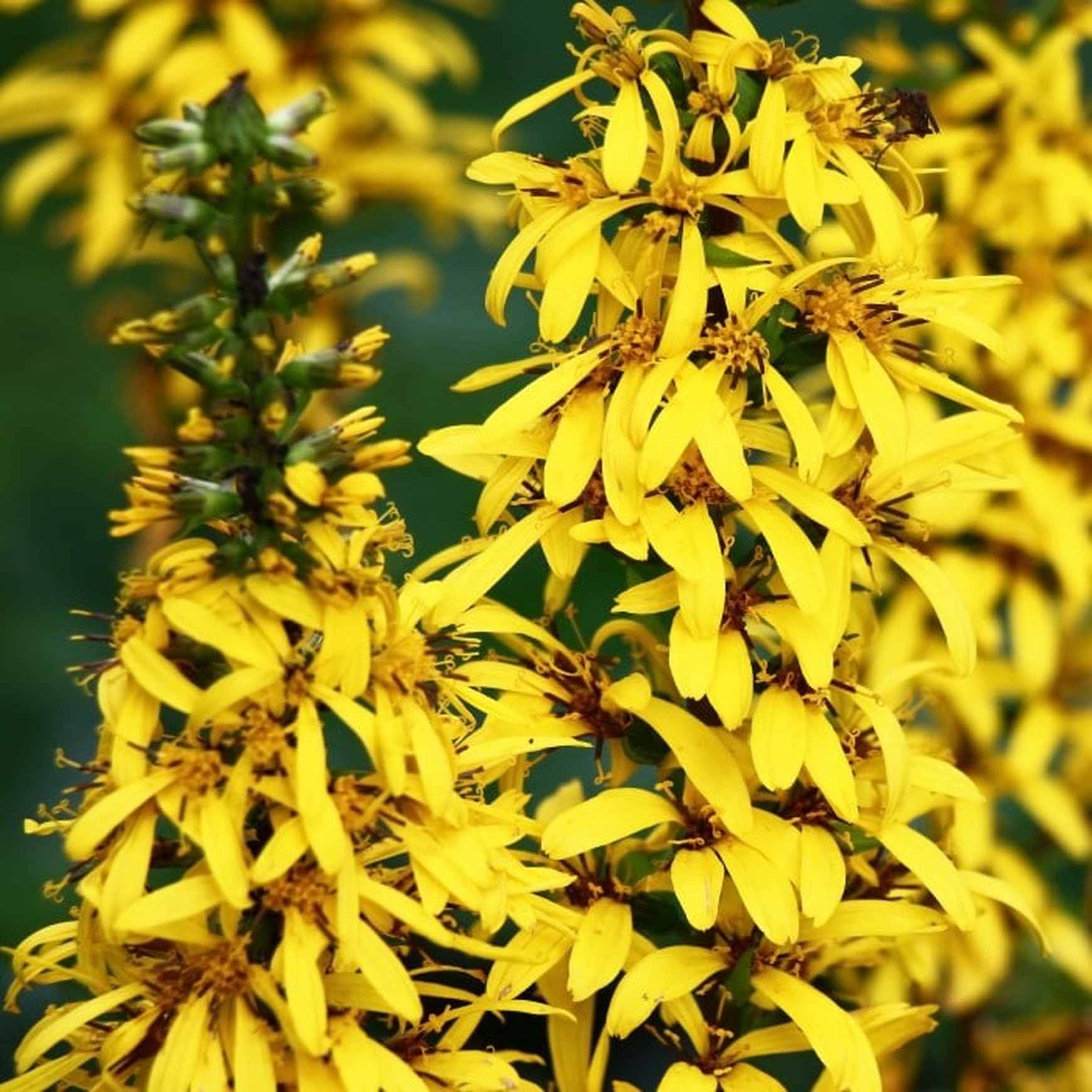 Almanac Planting Co: The striking yellow spires of Ligularia stenocephala 'Little Rocket' (Ligularia) offer a splash of sunny color, ideal for gardeners looking to enhance their garden's visual appeal and support local wildlife.