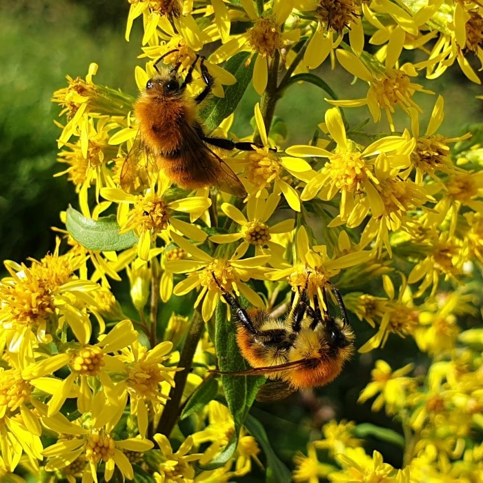 Almanac Planting Co: Bees buzzing around the bright yellow blooms of Ligularia stenocephala 'Bottle Rocket' (Ligularia), an excellent plant choice for creating a bee-friendly garden and promoting biodiversity.
