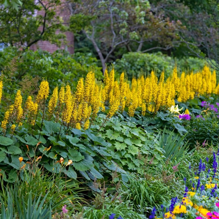  Almanac Planting Co: A stunning garden bed of Ligularia stenocephala 'Bottle Rocket' (Ligularia) with towering yellow flower spikes amid rich green foliage, perfect for adding vertical interest to shade gardens or woodland settings.