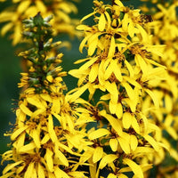 Almanac Planting Co: The striking yellow spires of Ligularia stenocephala 'Bottle Rocket' (Ligularia) offer a splash of sunny color, ideal for gardeners looking to enhance their garden's visual appeal and support local wildlife.