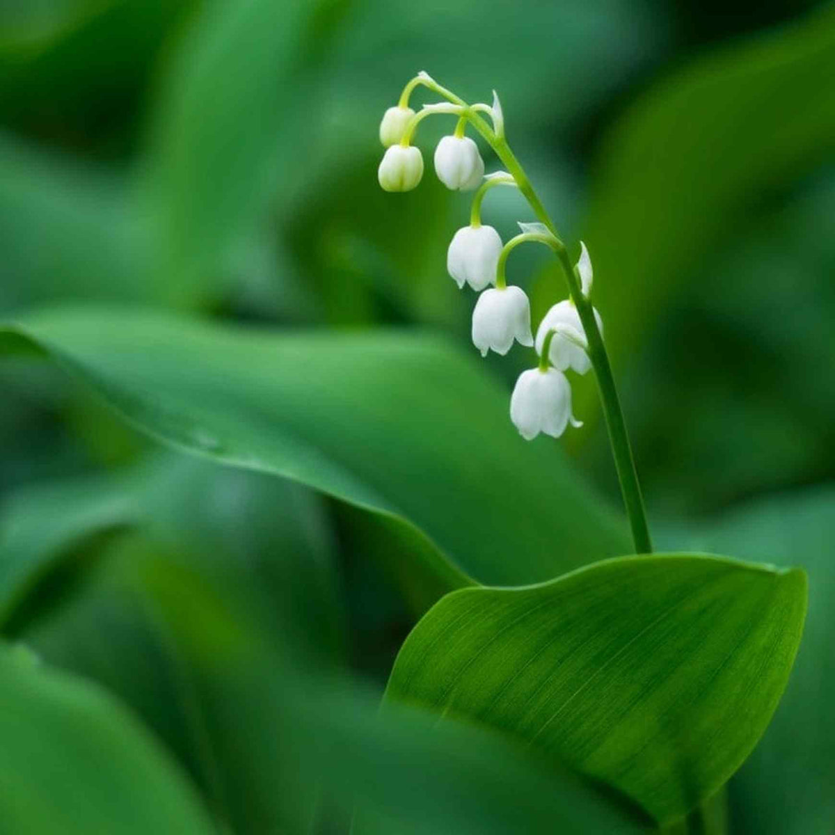 Almanac Planting Co: Lily of the Valley plant with arching stems of delicate white bell-shaped flowers among lush green leaves