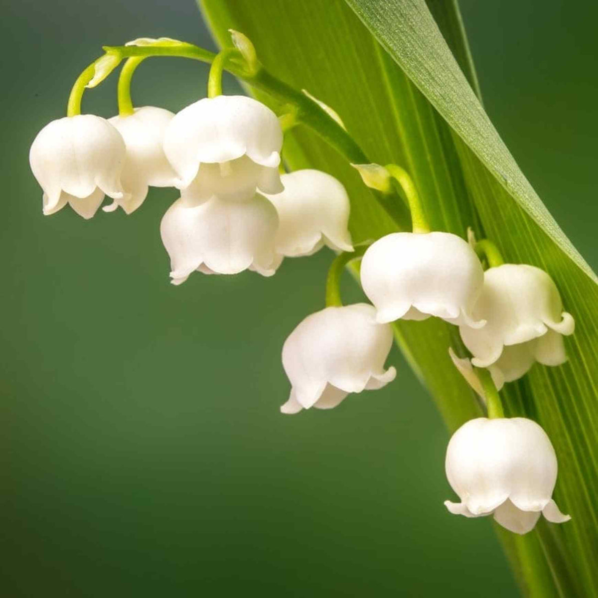 Almanac Planting Co: Close-up of Lily of the Valley blooms highlighting pure white bells and vibrant green foliage