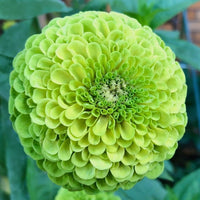Almanac Planting Co Benary's Giant Zinnia 'Lime' ((Zinnia elegans (AKA Zinnia violacea)). A huge lime colored double bloom as viewed from the top!