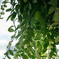 Almanac Planting Co Lipstick Plant (Aeschynanthus radicans) growing in a cascading fashion over the sides of a hanging basket.