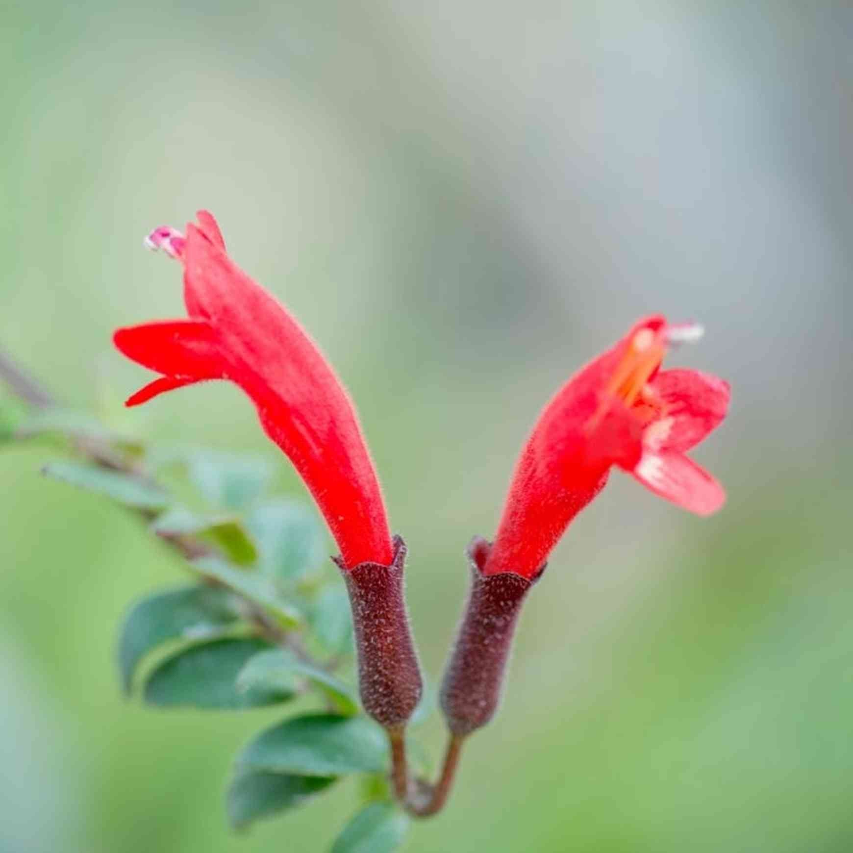 Almanac Planting Co Lipstick Plant (Aeschynanthus radicans) bright red flowers emerging from a dark base that resemble lipstick coming out of a tube.