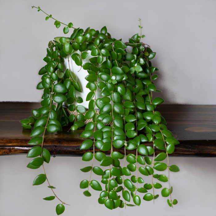 Almanac Planting Co Lipstick Plant (Aeschynanthus radicans) growing in a white pot on a wooden shelf. The foliage is cascading off the front of the shelf.