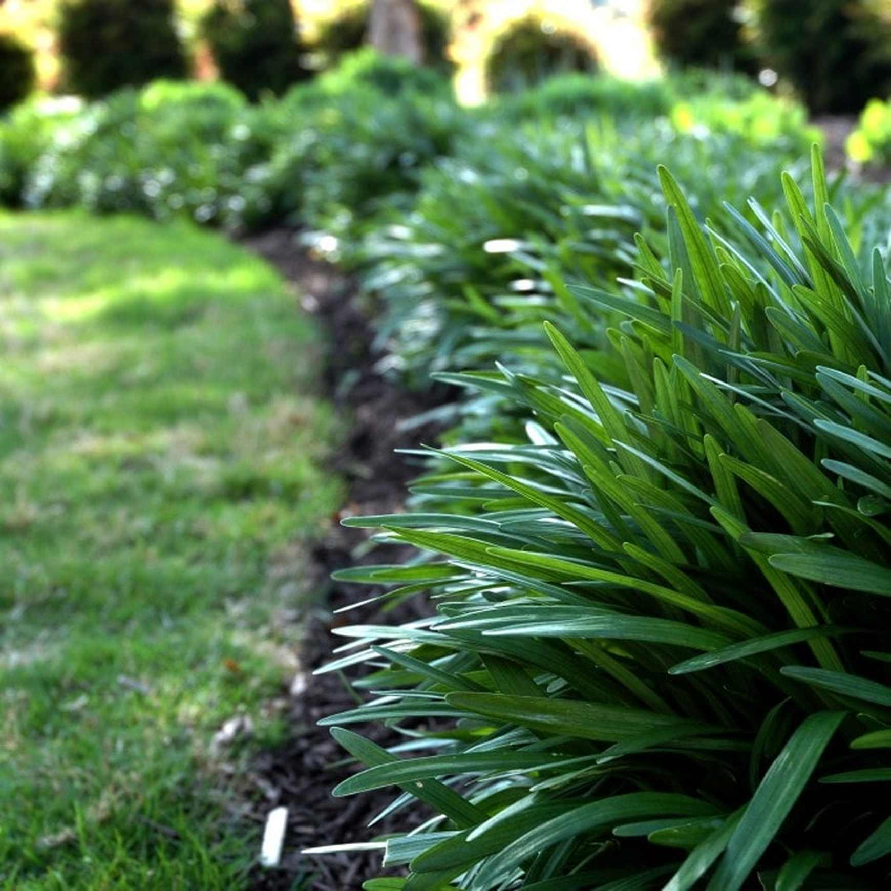 Liriope 'Big Blue'