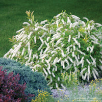 Almanac Planting Co: Little Henry® Sweetspire flowering shrub with arching white bottlebrush blooms