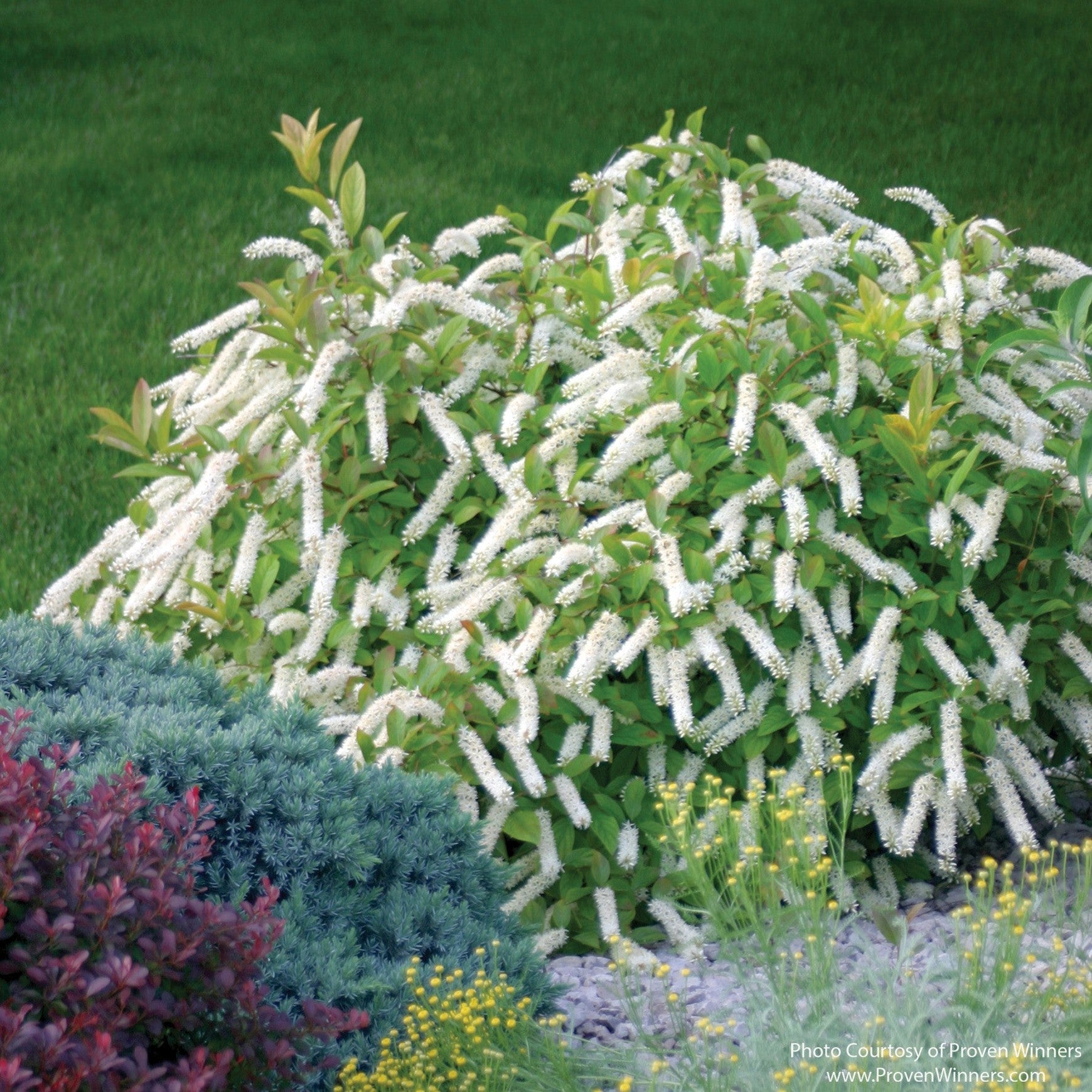 Almanac Planting Co: Little Henry® Sweetspire flowering shrub with arching white bottlebrush blooms