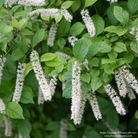 Almanac Planting Co: Close-up of Little Henry® Sweetspire flowers showing white raceme blooms