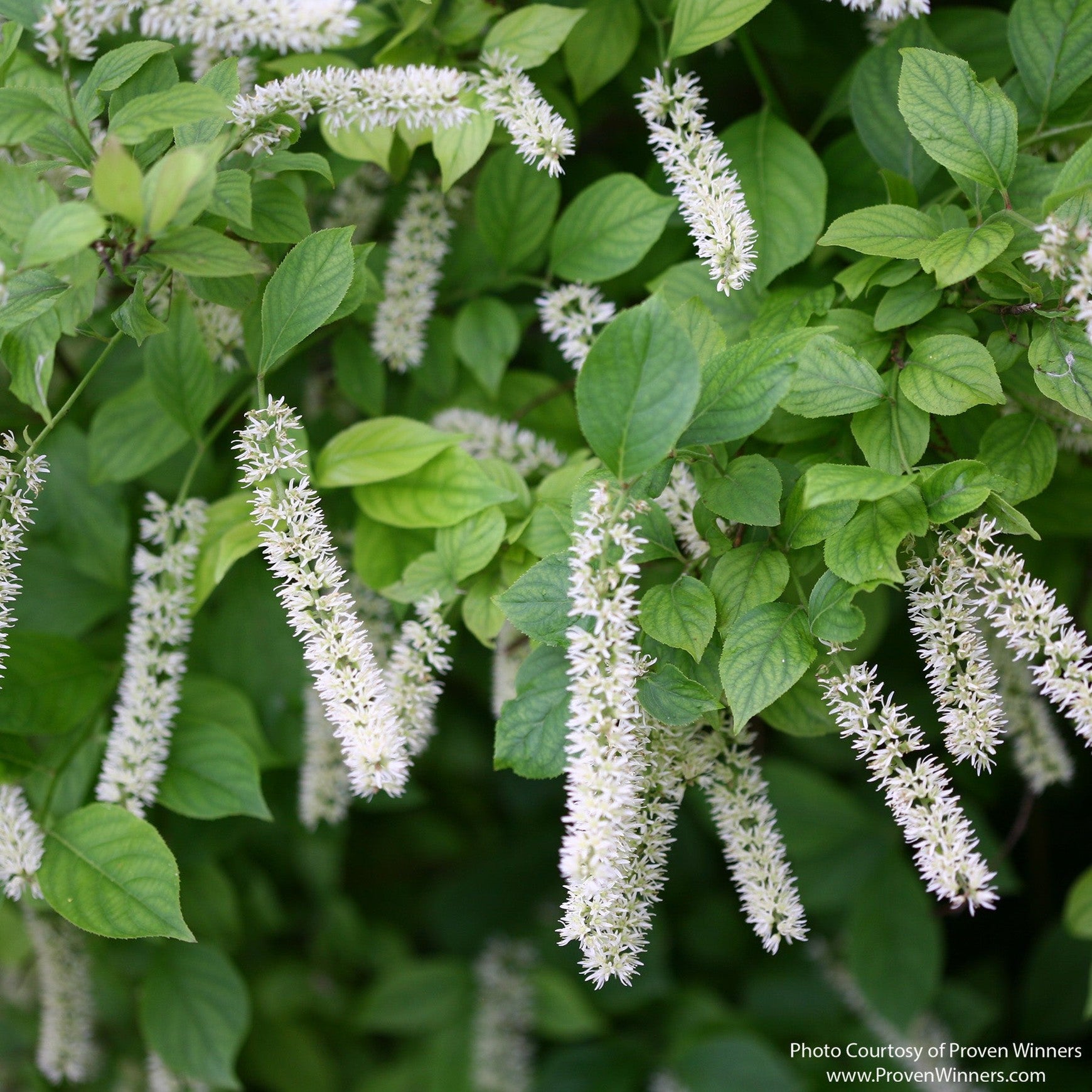 Almanac Planting Co: Close-up of Little Henry® Sweetspire flowers showing white raceme blooms