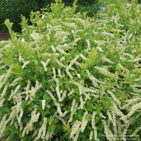 Almanac Planting Co: Little Henry® Sweetspire shrub with dense green foliage and summer flower spikes