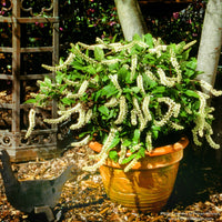 Almanac Planting Co: Little Henry® Sweetspire planted in container with upright white blooms