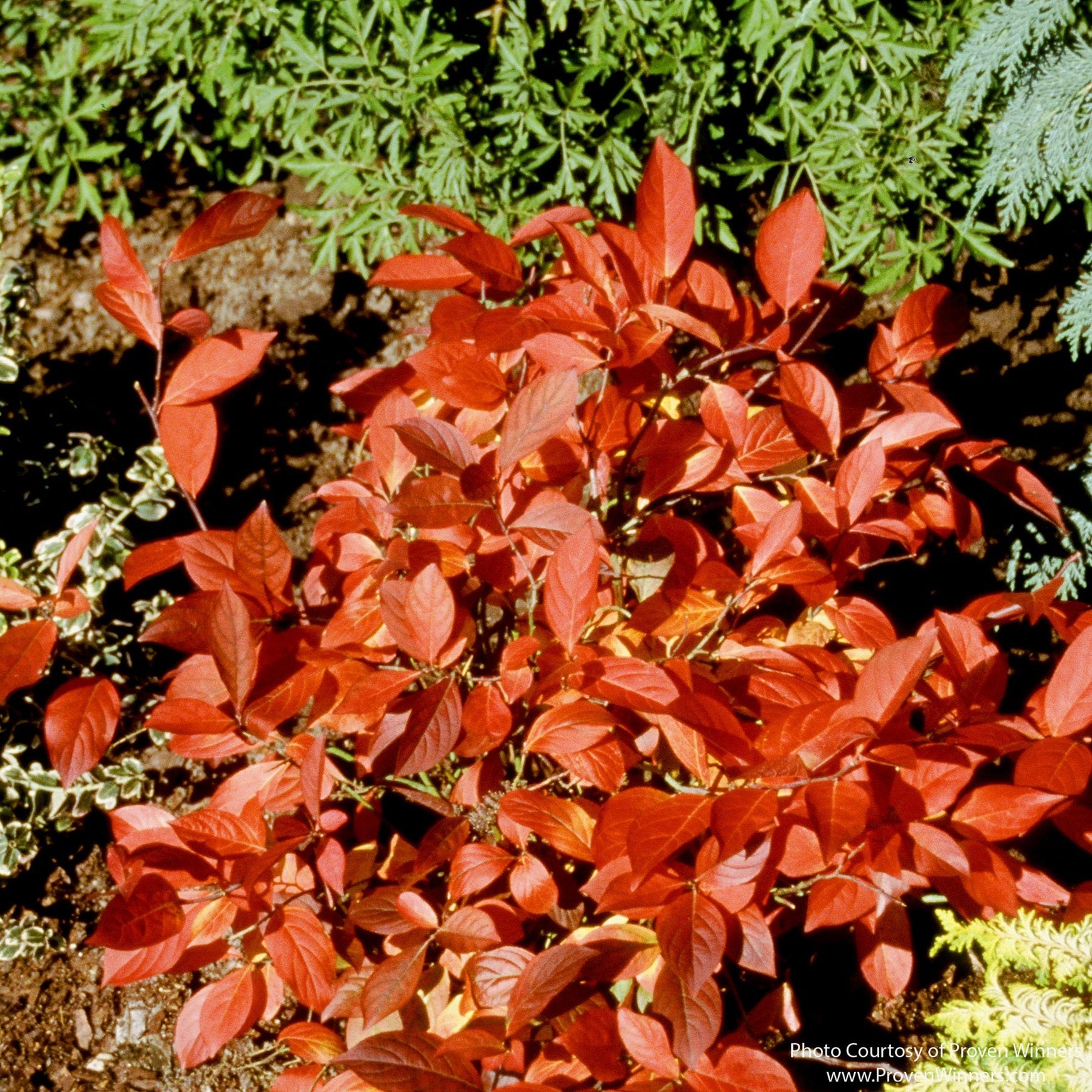 Almanac Planting Co: Little Henry® Sweetspire fall foliage showing rich red and orange color