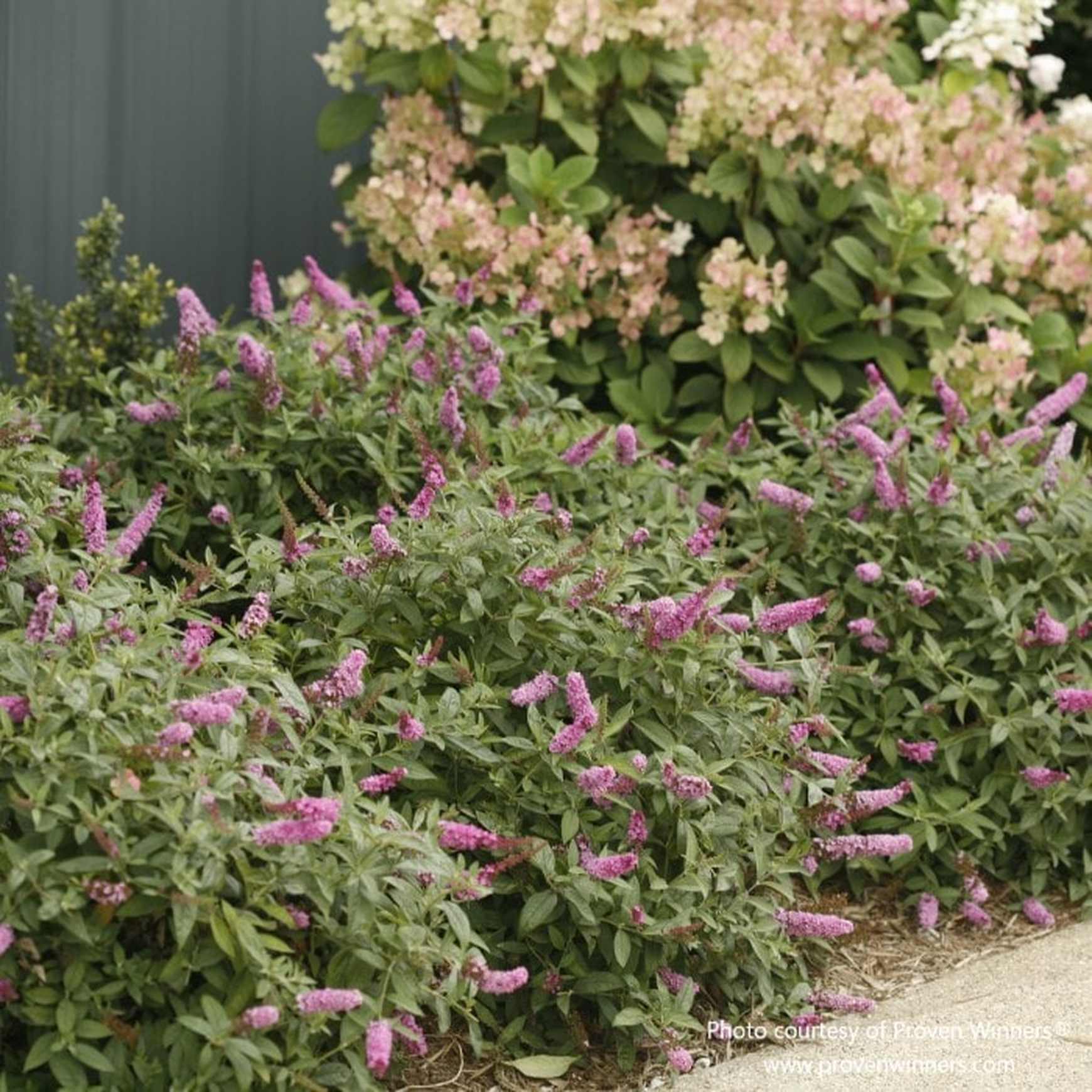 Pink Micro Chip butterfly bush by Proven Winners, featuring cone-shaped pink flower clusters, available at Almanac Planting Co, contrasting with hydrangea in the background.