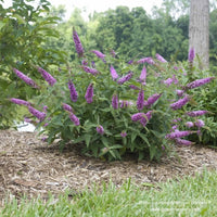 Vivid pink blooms of Proven Winners' butterfly bush, Buddleia 'Lo & Behold Pink Micro Chip', cultivated by Almanac Planting Co, showcased in a natural garden backdrop.