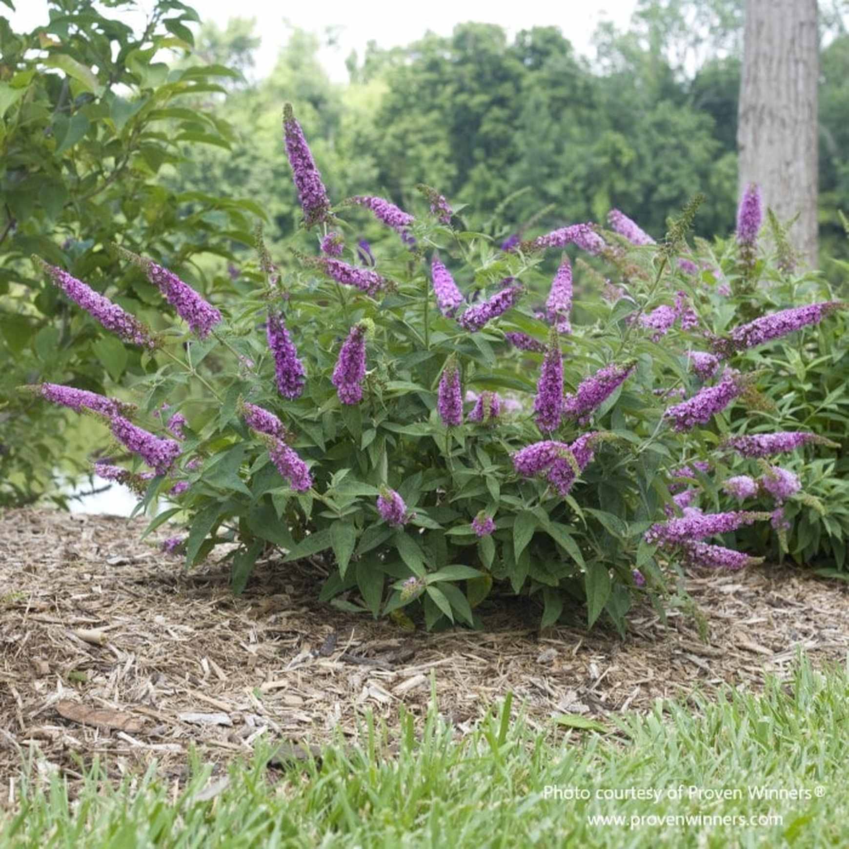 Vivid pink blooms of Proven Winners' butterfly bush, Buddleia 'Lo & Behold Pink Micro Chip', cultivated by Almanac Planting Co, showcased in a natural garden backdrop.