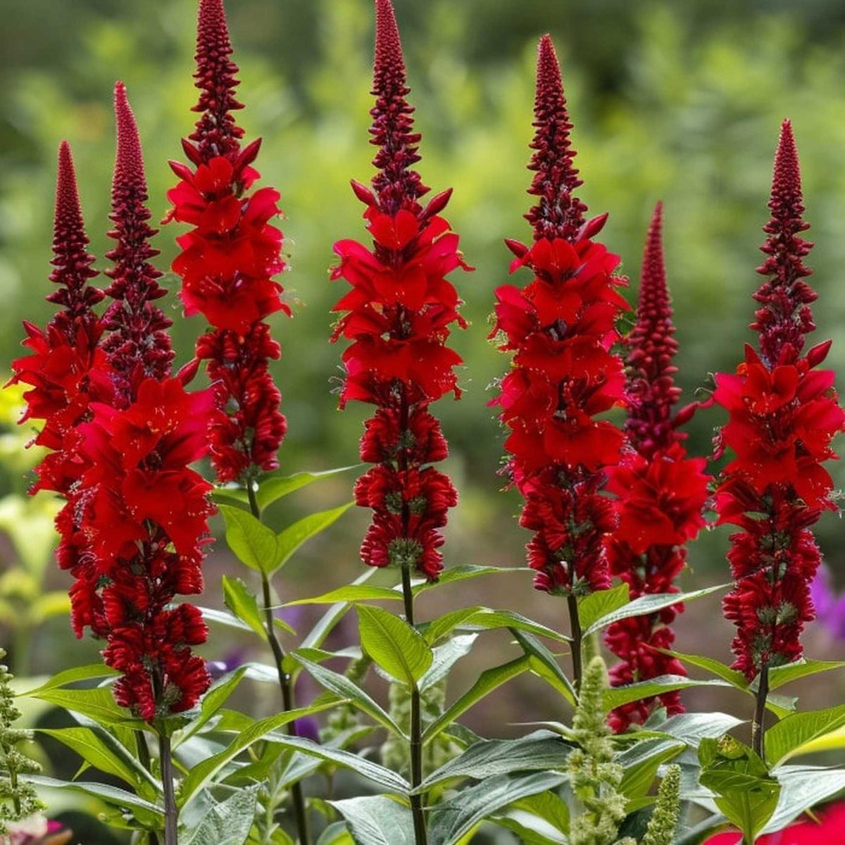 Almanac Planting Co: Capture the bold beauty of Lobelia cardinalis, also known as cardinal flower, in full bloom with its vivid red flower spikes rising above rich green foliage. This native perennial is a standout for pollinator gardens, adding vibrant color and structure to moist borders and rain gardens.