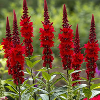 Almanac Planting Co: Capture the bold beauty of Lobelia cardinalis, also known as cardinal flower, in full bloom with its vivid red flower spikes rising above rich green foliage. This native perennial is a standout for pollinator gardens, adding vibrant color and structure to moist borders and rain gardens.