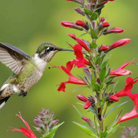 Almanac Planting Co: A close-up view of a hummingbird sipping nectar from the brilliant red blooms of Lobelia cardinalis (cardinal flower). This moisture-loving wildflower thrives in consistently damp soil and is a favorite in native plant landscapes, woodland edges, and wildlife-friendly designs.
