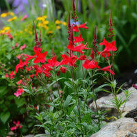 Almanac Planting Co: Tall and dramatic, Lobelia cardinalis—commonly called cardinal flower—puts on a show with fiery red tubular blooms that attract hummingbirds, butterflies, and native bees. Perfect for wetland edges, naturalized plantings, and any garden in need of late-summer impact.