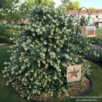 Almanac Planting Co: Proven Winners Kintzley's Ghost Honeysuckle (Lonicera reticulata) in full glory, showcasing clusters of pale yellow flowers, offers a unique ornamental appeal for garden enthusiasts, providing a lush backdrop for garden signs and an inviting habitat for pollinators.
