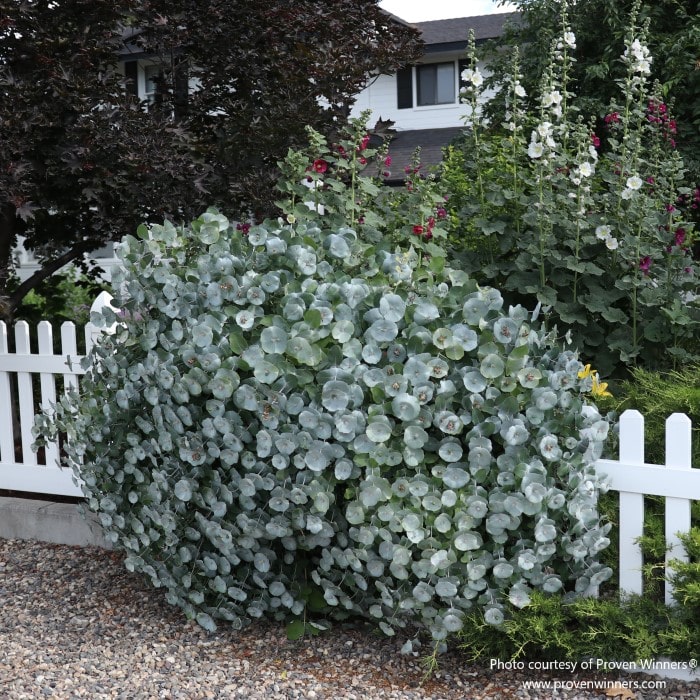 Almanac Planting Co: The silver-blue foliage of Proven Winners Kintzley's Ghost Honeysuckle (Lonicera reticulata) spills over a white picket fence, a low-maintenance and drought-tolerant plant perfect for crafting a charming and rustic garden boundary that requires minimal care.