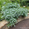 Almanac Planting Co: Cascading over a garden wall, the Proven Winners Kintzley's Ghost Honeysuckle (Lonicera reticulata) creates a stunning spectacle with its silvery foliage, ideal for softening hardscapes and introducing a serene and historical ambience to any garden setting.