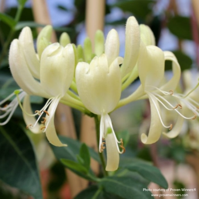 Almanac Planting Co: Proven Winners® 'Scentsation' Lonicera periclymenum displaying delicate ivory white flowers with a hint of yellow.