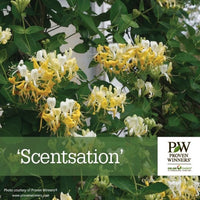 Almanac Planting Co: Proven Winners® 'Scentsation' honeysuckle with clusters of yellow and white blooms amidst green foliage.
