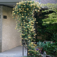 Almanac Planting Co: Proven Winners® 'Scentsation' Lonicera periclymenum climbing a trellis, featuring abundant yellow-tinged flowers.