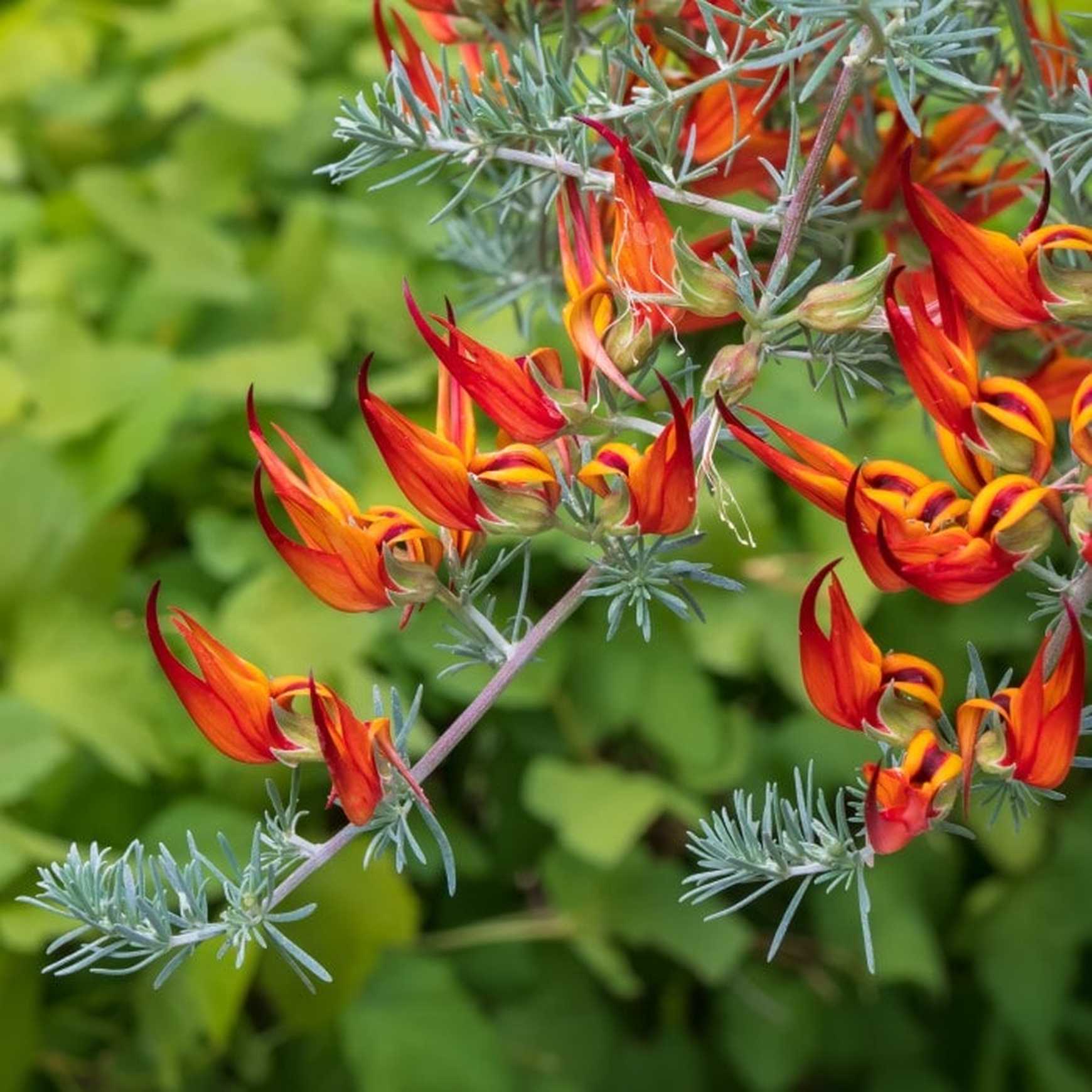 Almanac Planting Co: Parrot’s Beak (Lotus berthelotii) trailing stems with fiery flowers and fine green leaves for containers