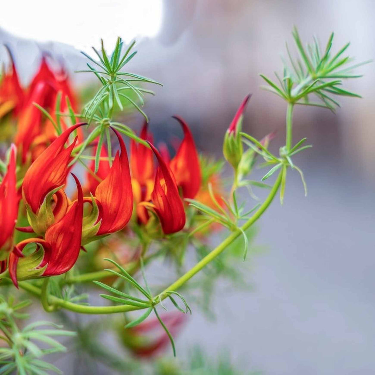 Almanac Planting Co: Lotus Vine (Parrot’s Beak) red-orange beak-shaped blooms on silvery foliage in full sun