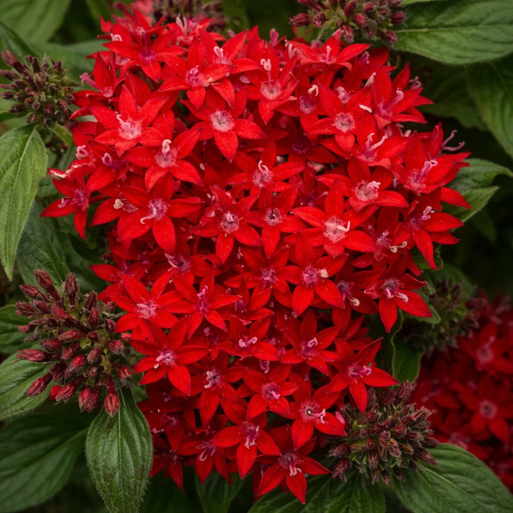 Almanac Planting Co: Close-up of Pentas ‘Lucky Star Lipstick’ showing dense red flower clusters with small star-shaped blooms