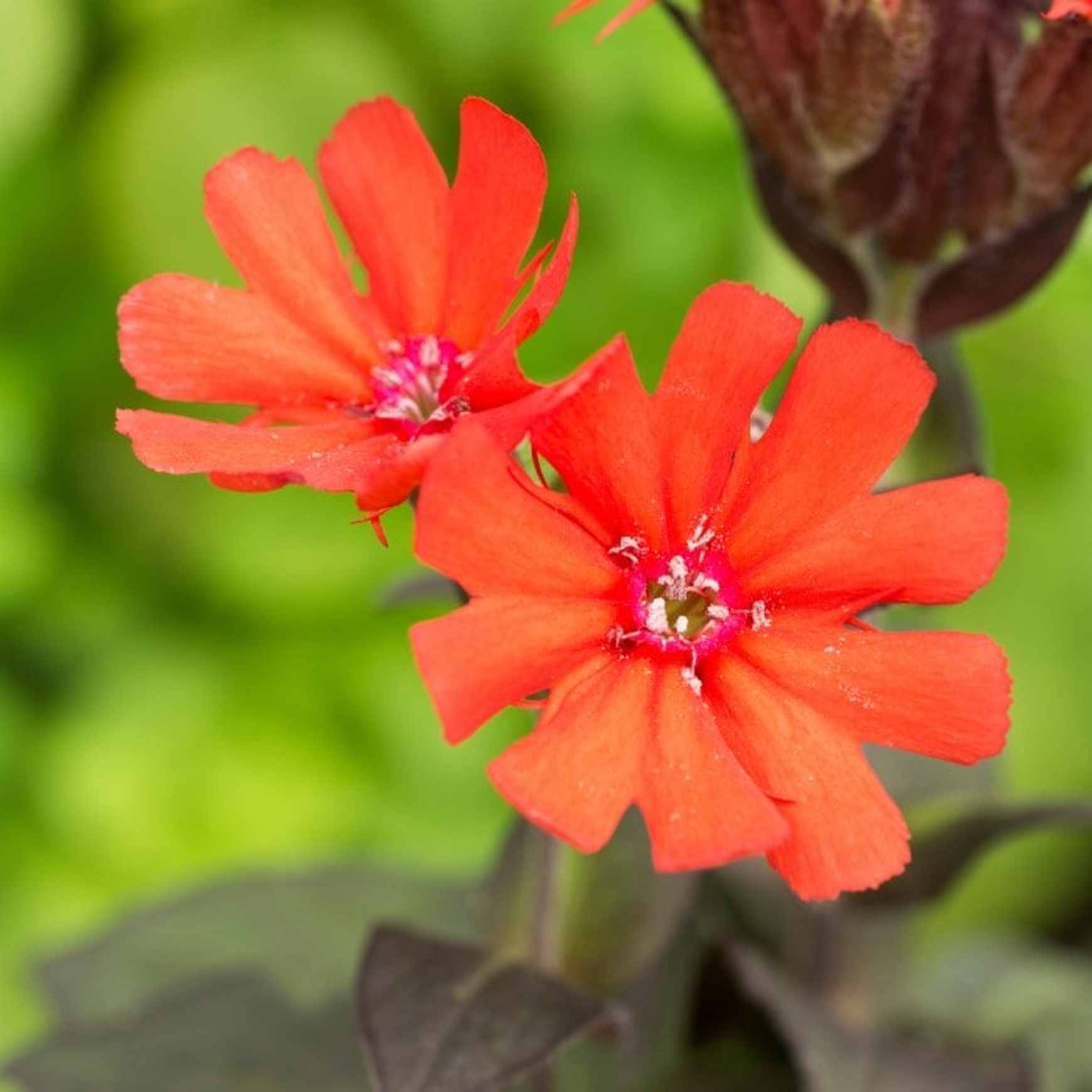 Almanac Planting Co: Close-up of Lychnis ‘Lipstick’ flower showcasing bright crimson petals and soft gray leaves