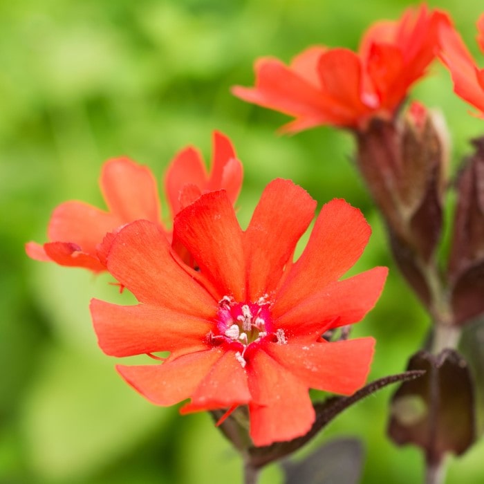 Almanac Planting Co: Lychnis ‘Lipstick’ plant with vivid magenta-red blooms and velvety silver-green foliage