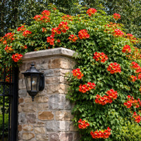 Madame Galen Trumpet Vine